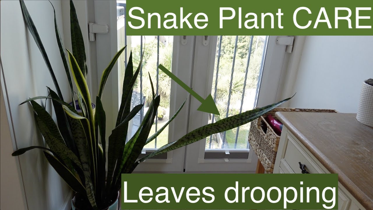 Why are my snake plant leaves falling over?