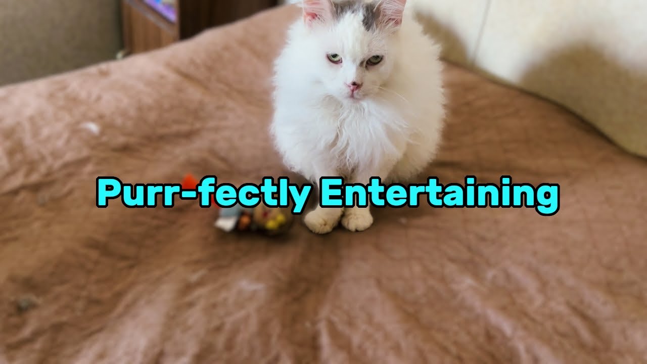 Cats at Play!