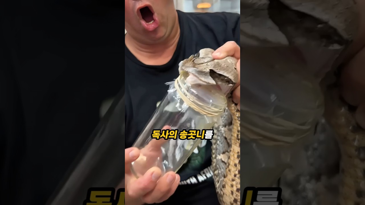 살무사과 최강 독사, 가봉바이퍼