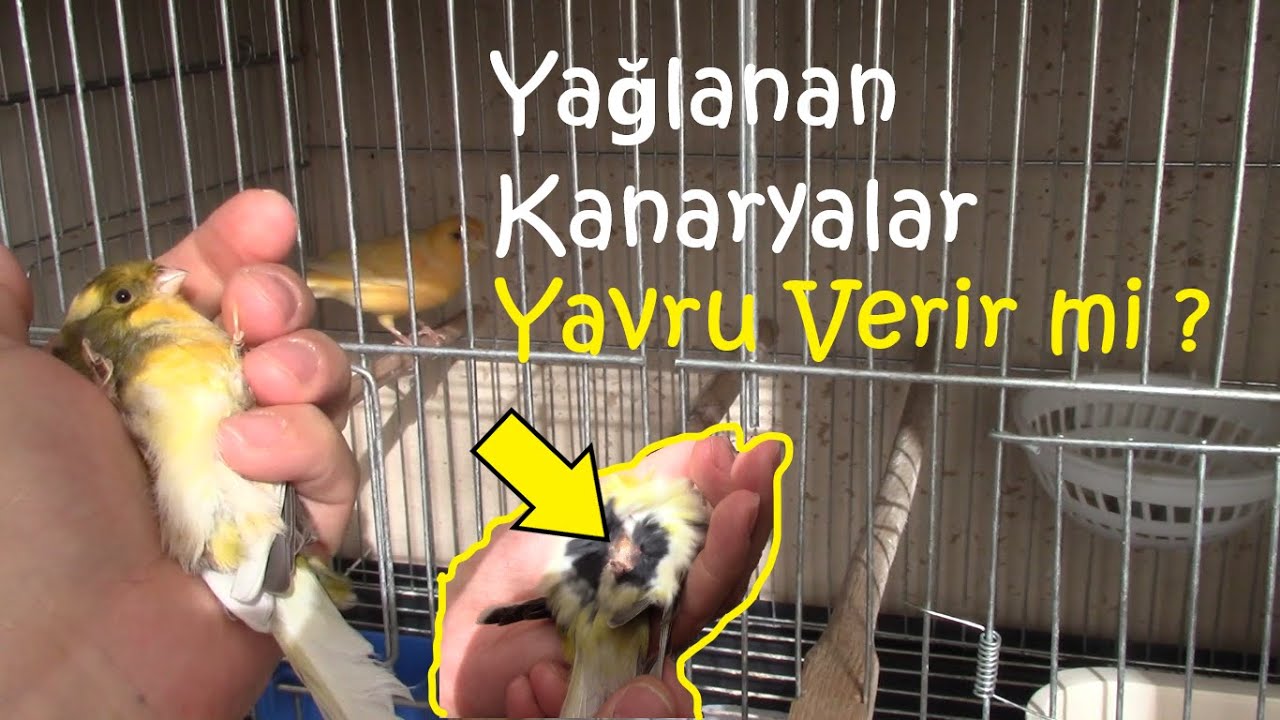 KANARYALARDA YAĞLANMA | Üretime Engel Olur mu | Dolu Yumurta Oranını Nasıl Etkiler ?