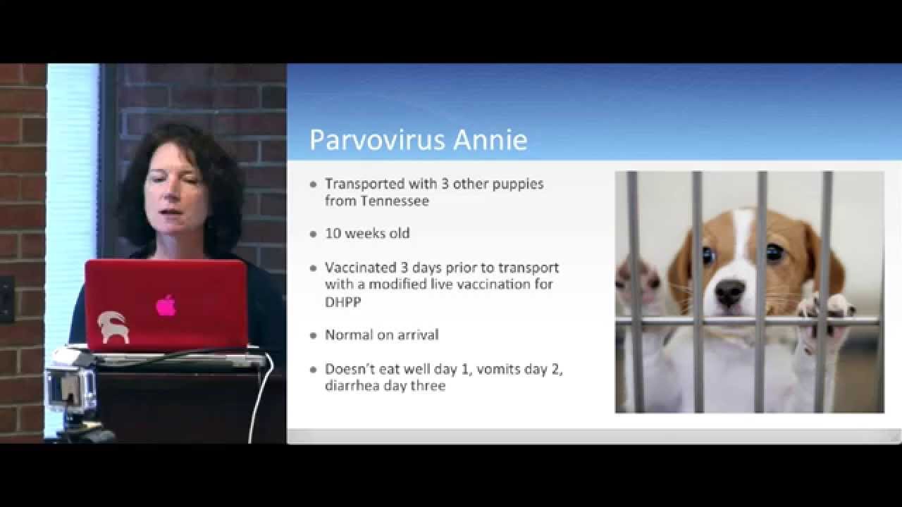 Parvovirus Updates: Recognition, Testing, and Management in the Shelter - conference recording