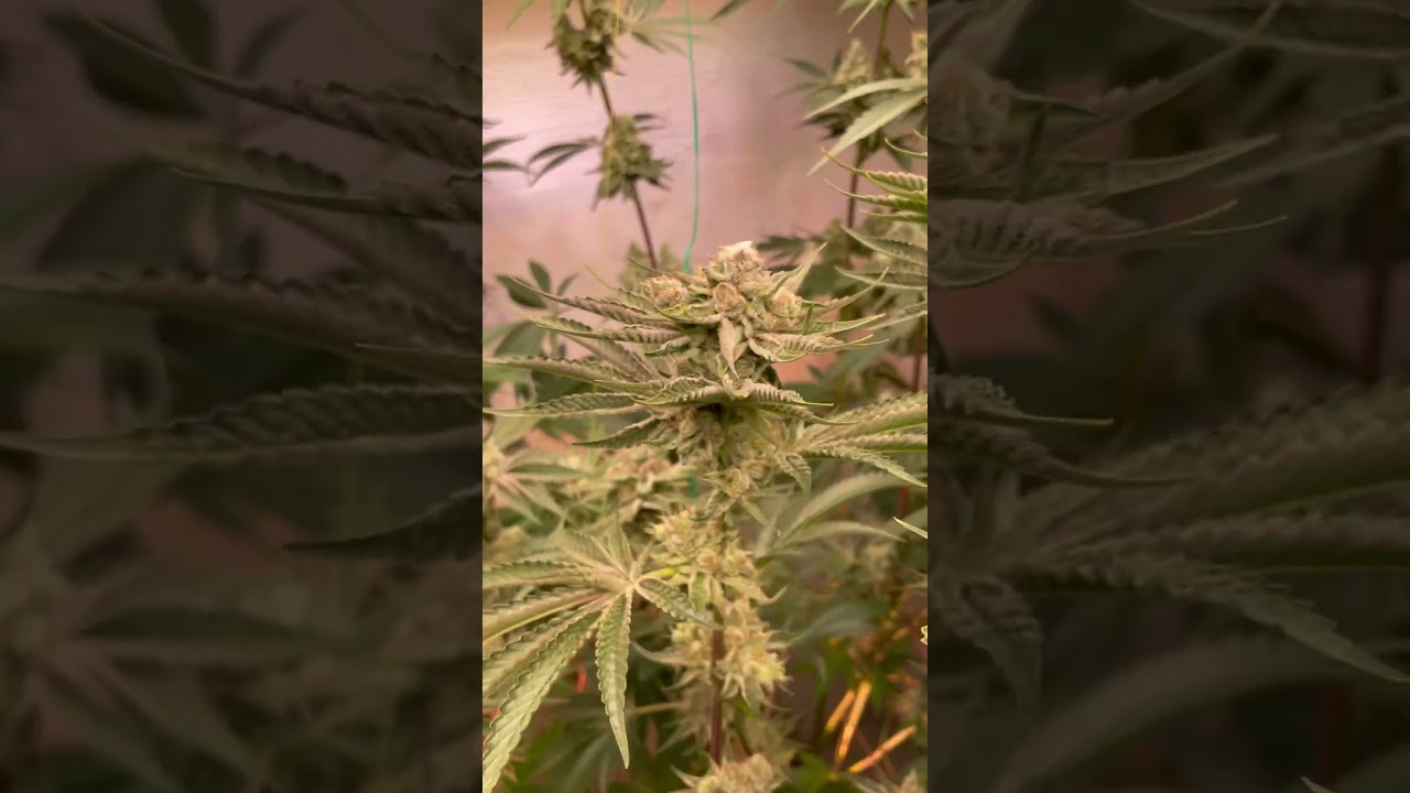Flower day 47 Athena blended with Fade. Fade diet starts tomorrow for the last 3 weeks