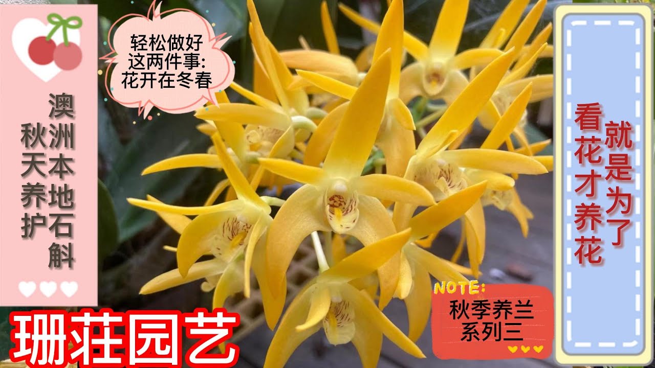 032澳洲本地石斛兰秋天养护,轻松做好这两件事,花开在冬春