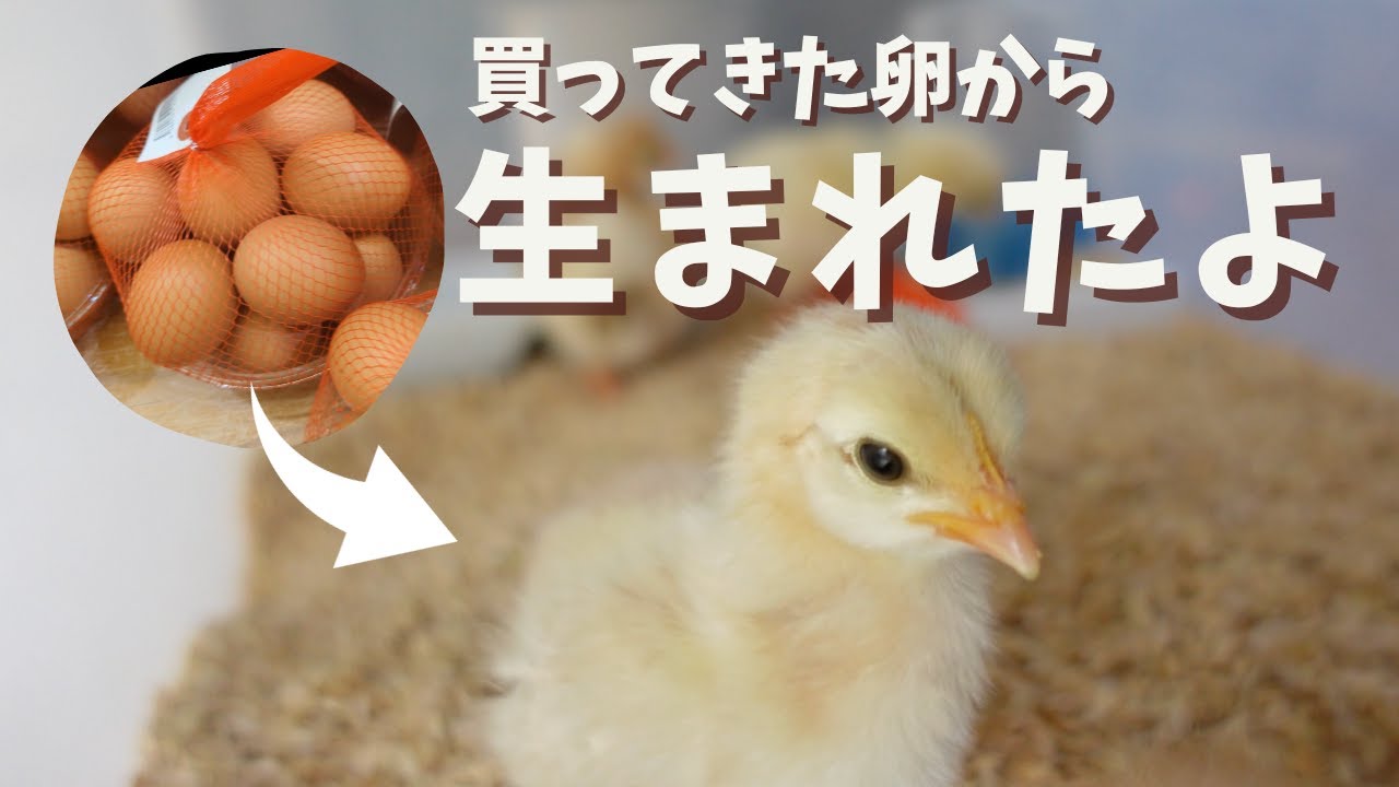 【ひよこ孵化】０から始めるひよこ生活！買ってきた卵を自宅で温めてひよこ誕生