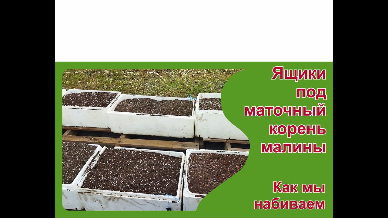 Подготовка к закладке маточного корня малины в ящики. Пригород Воронежа.