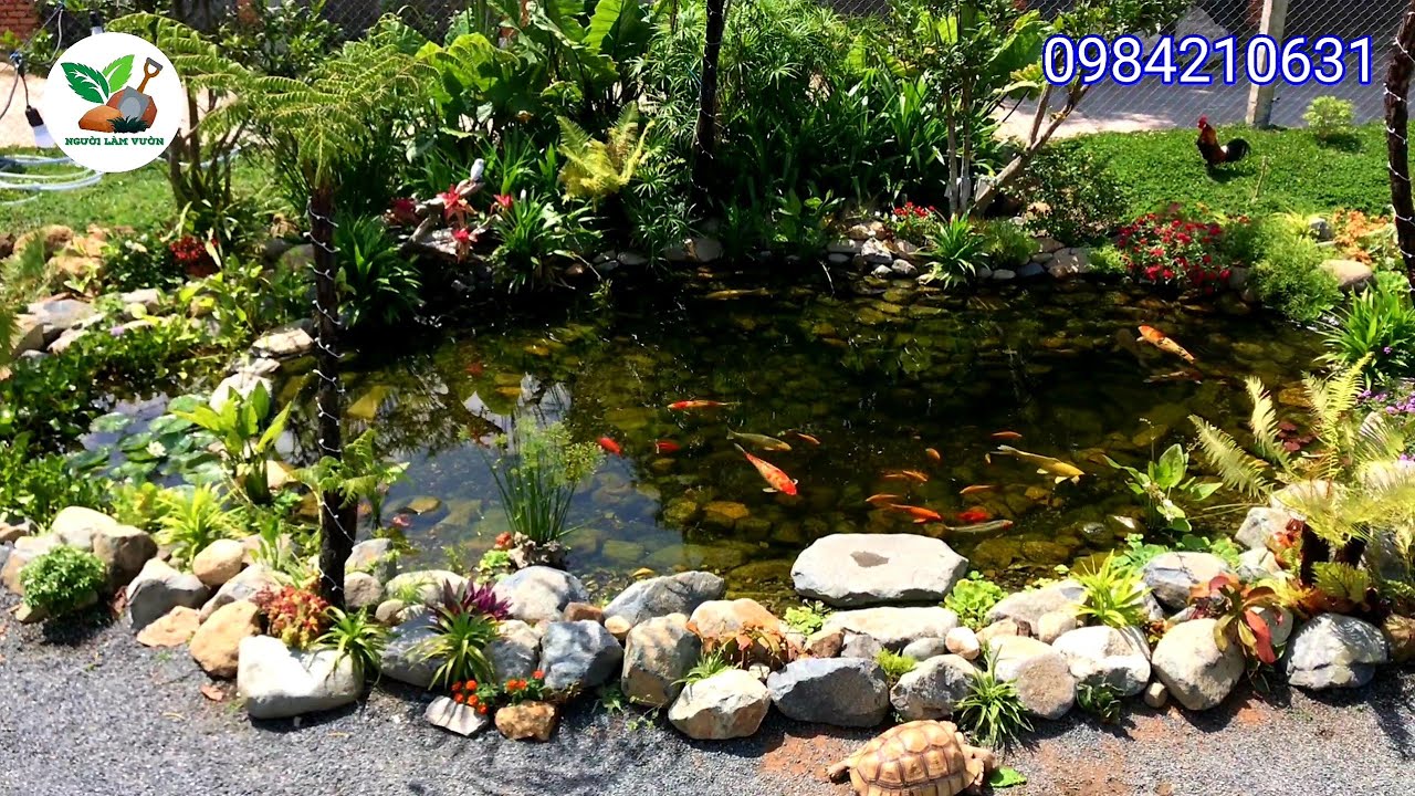 hồ koi lót bạt với bộ lọc thiên nhiên và những hoạt động thú vị