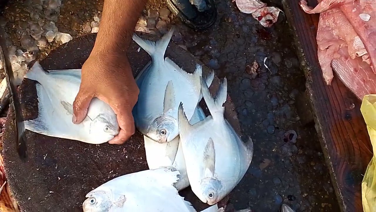 white paplet order today 04/10/2024 Raja sea food home delivery order now tell 03002673318 what's