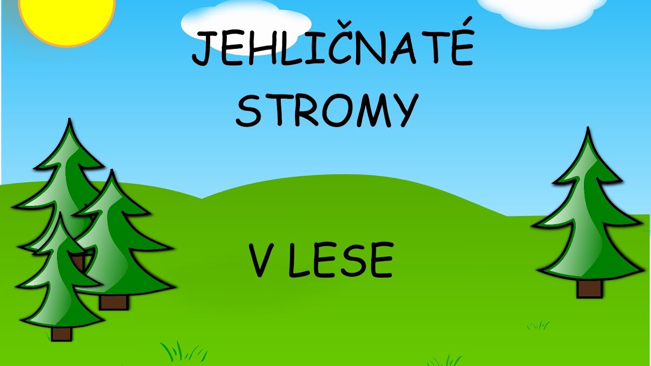 Jehličnaté stromy - učíme se poznat jehličnaté stromy v lese