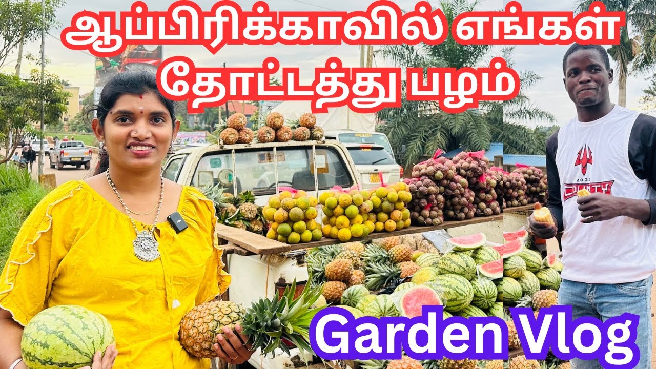 💥ஆப்பிரிக்காவில் எங்கள் தோட்டத்தில் முதலில் கிடைத்த பழம்|Gardening|Cocoa cutting|Africa travel vlog