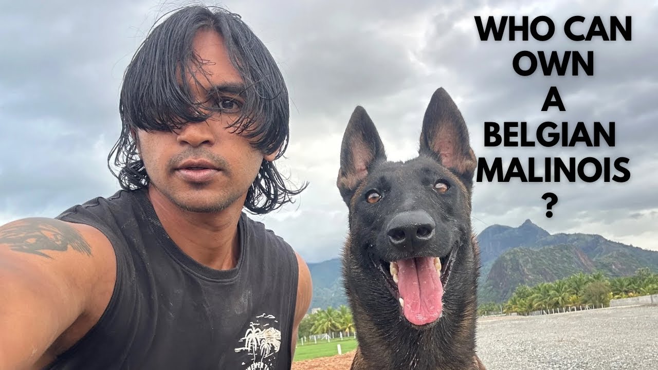 Before buying a puppy|Belgian malinois..watch this!