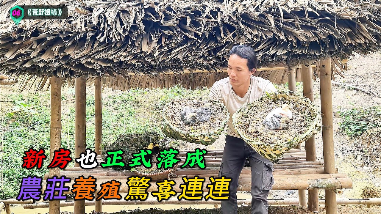 農莊養殖驚喜連連，新房也正式落成《荒野姻緣》06