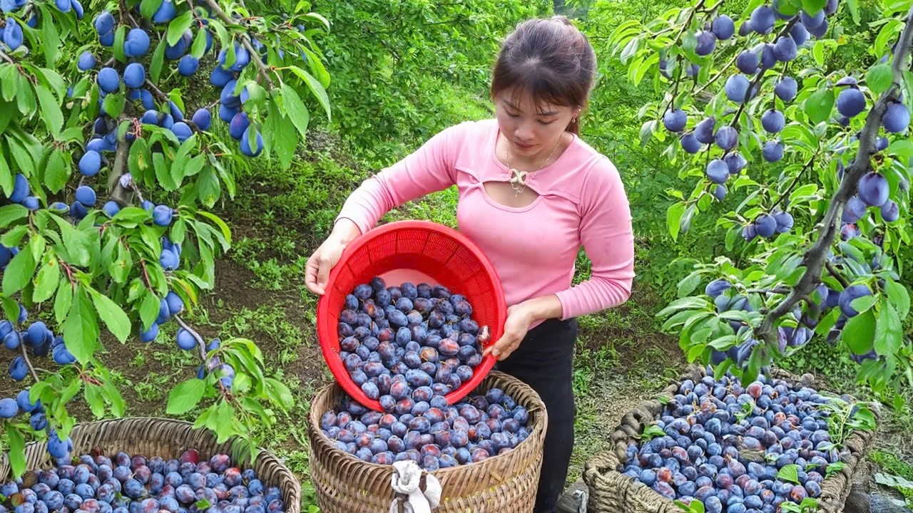 Harvesting Tons Plums Goes To Market Sell - A bountiful plum harvest, The Tree Is Full Of Fruit