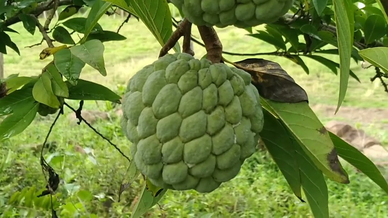 Como fazer uma BOA PODA de um pé de PINHA?  Assim vai produzir MUITO MAIS !!