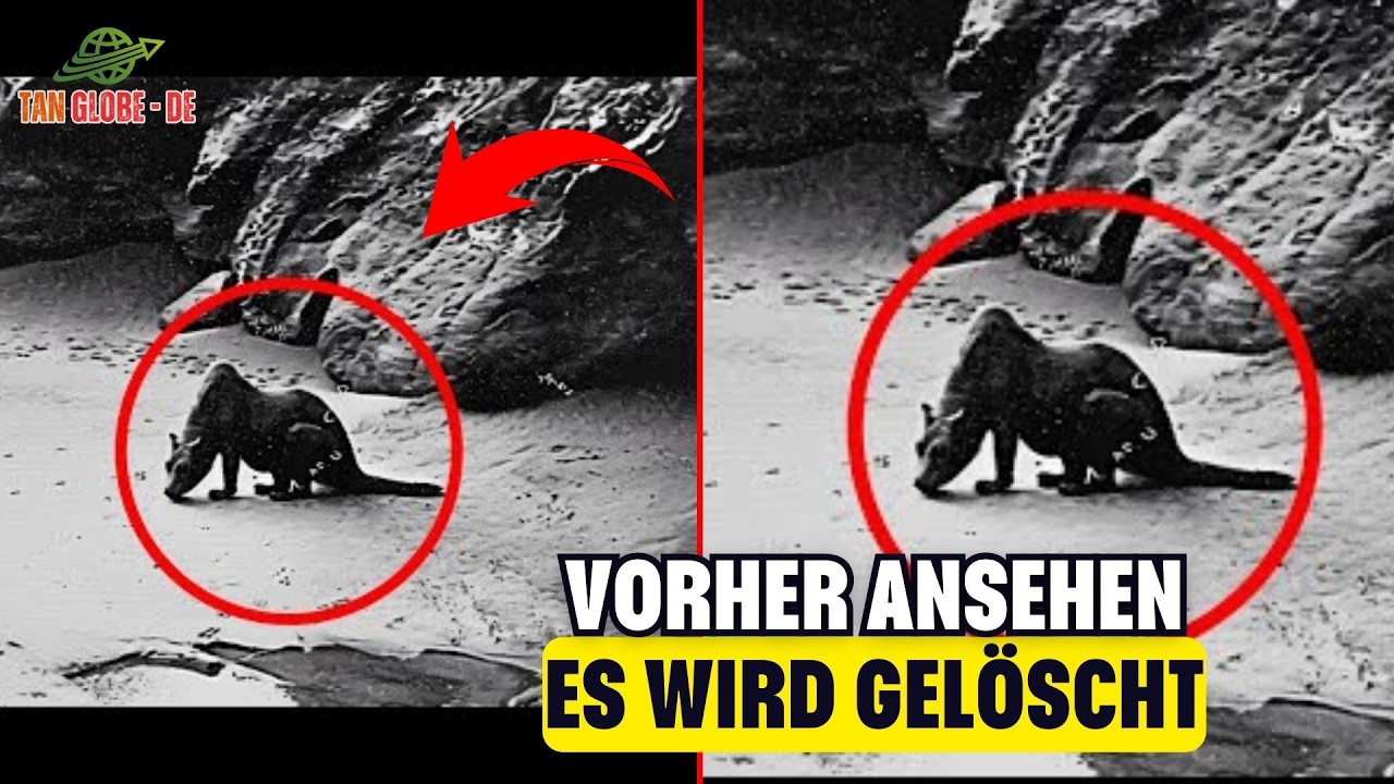 Keiner Glaubte Es, Bis Gefilmt: Ausgestorbene Tiere Immer Noch Lebendig R&auml;tsel Dokumentation