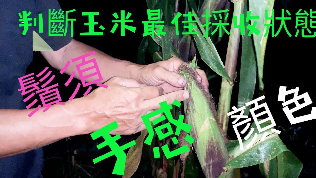 判斷玉米成熟最佳採收狀態