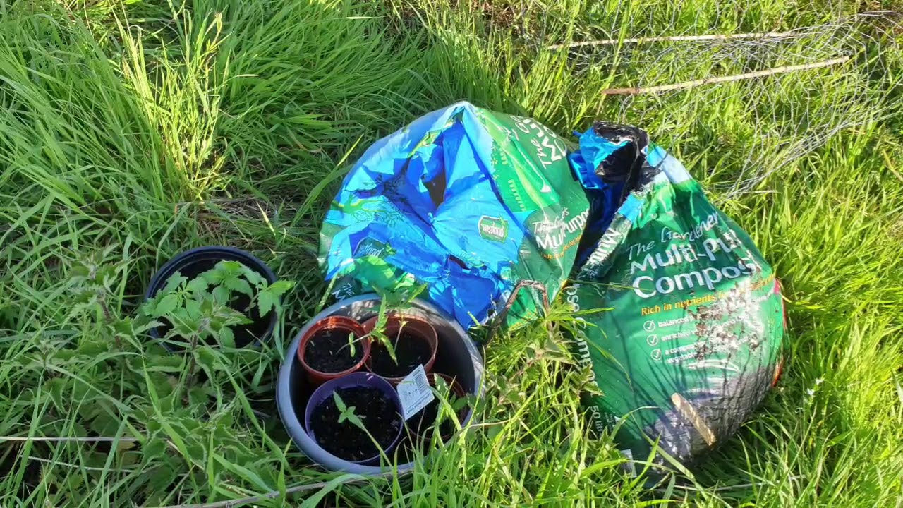 Uk outdoor grow  epsisode1