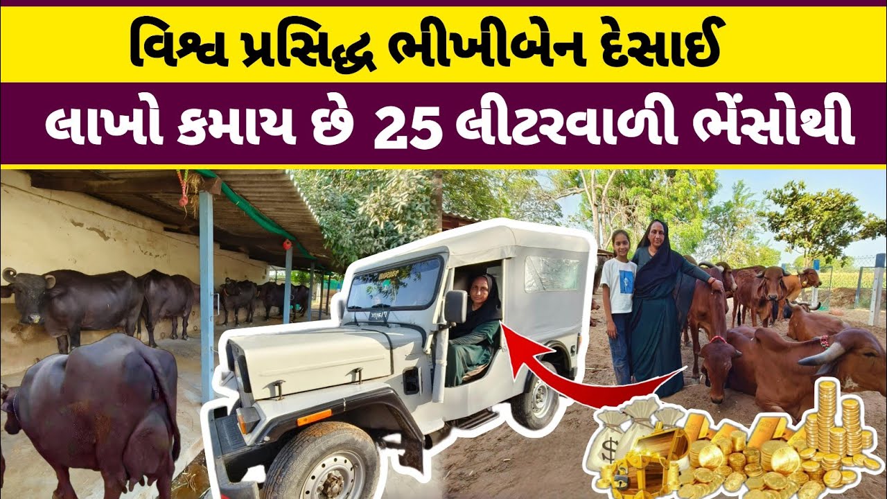 ગેરંટી 😳પૂરી જિંદગીમાં આવી ભેંસો જોઈ નહી હોય, Top Pure Banni Buffalo in BanasKantha.