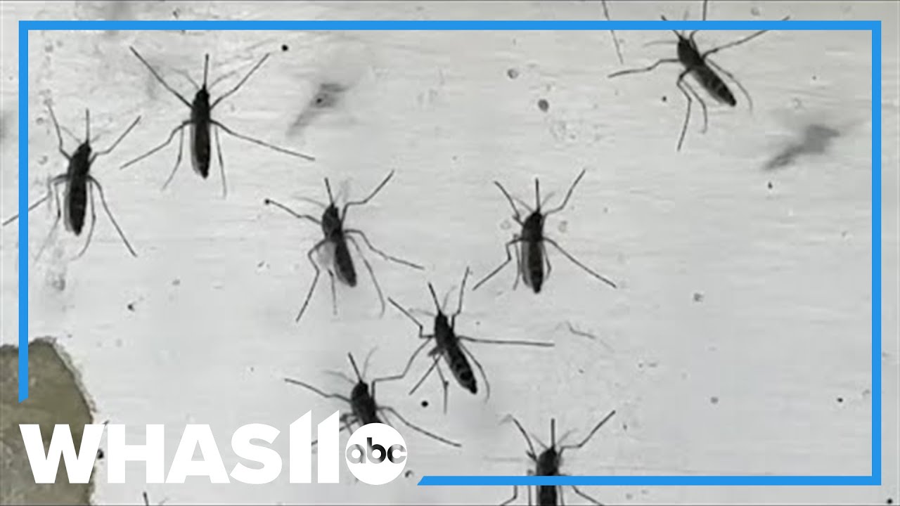 Mosquitos put several Massachusetts towns on alert for Eastern Equine Encephalitis
