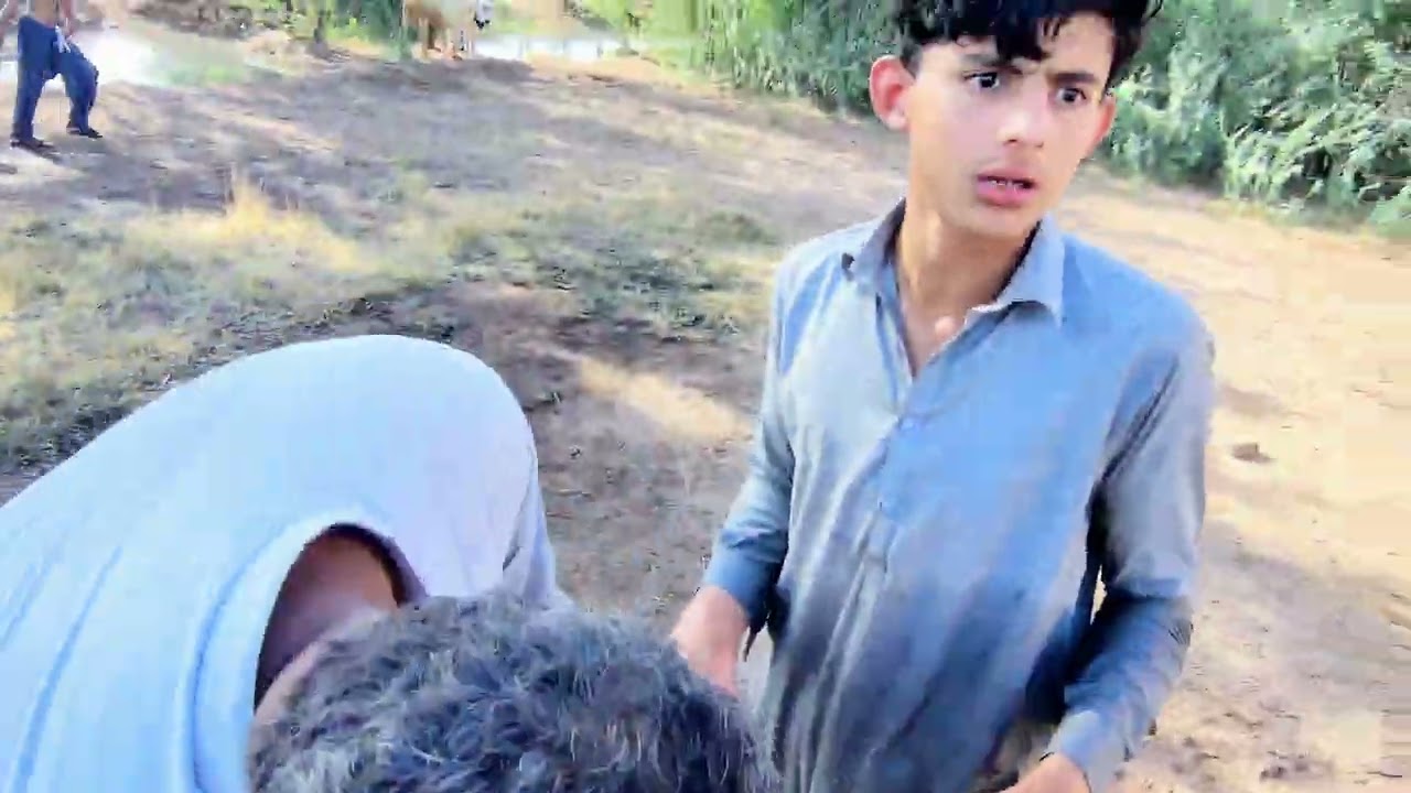 Qurbani ka Mahol #malikawais #villagelife #ducky
