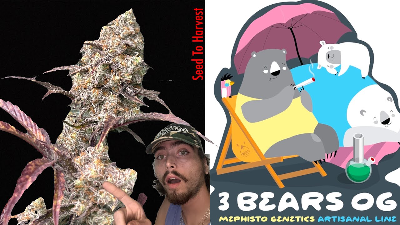 3 Bears OG-Mephisto Genetics-Seed to Harvest