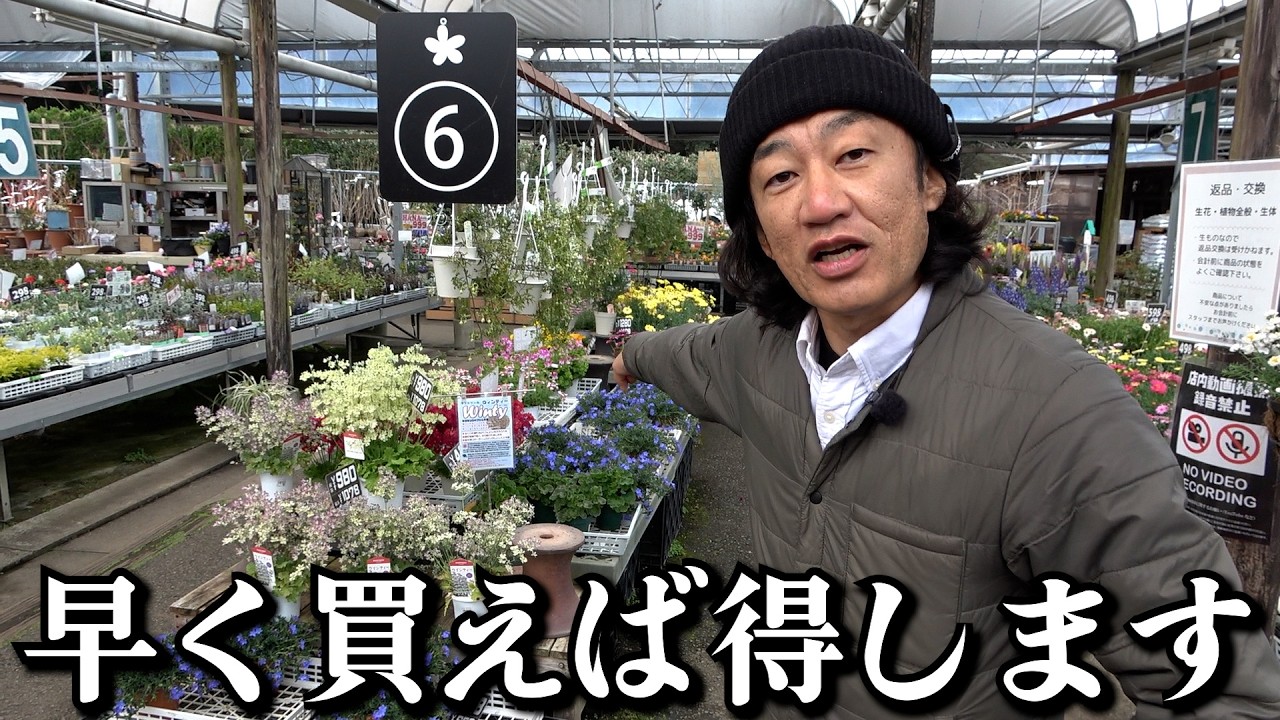 【入荷情報】早く買えば得します！！【カーメン君】【園芸】【ガーデニング】
