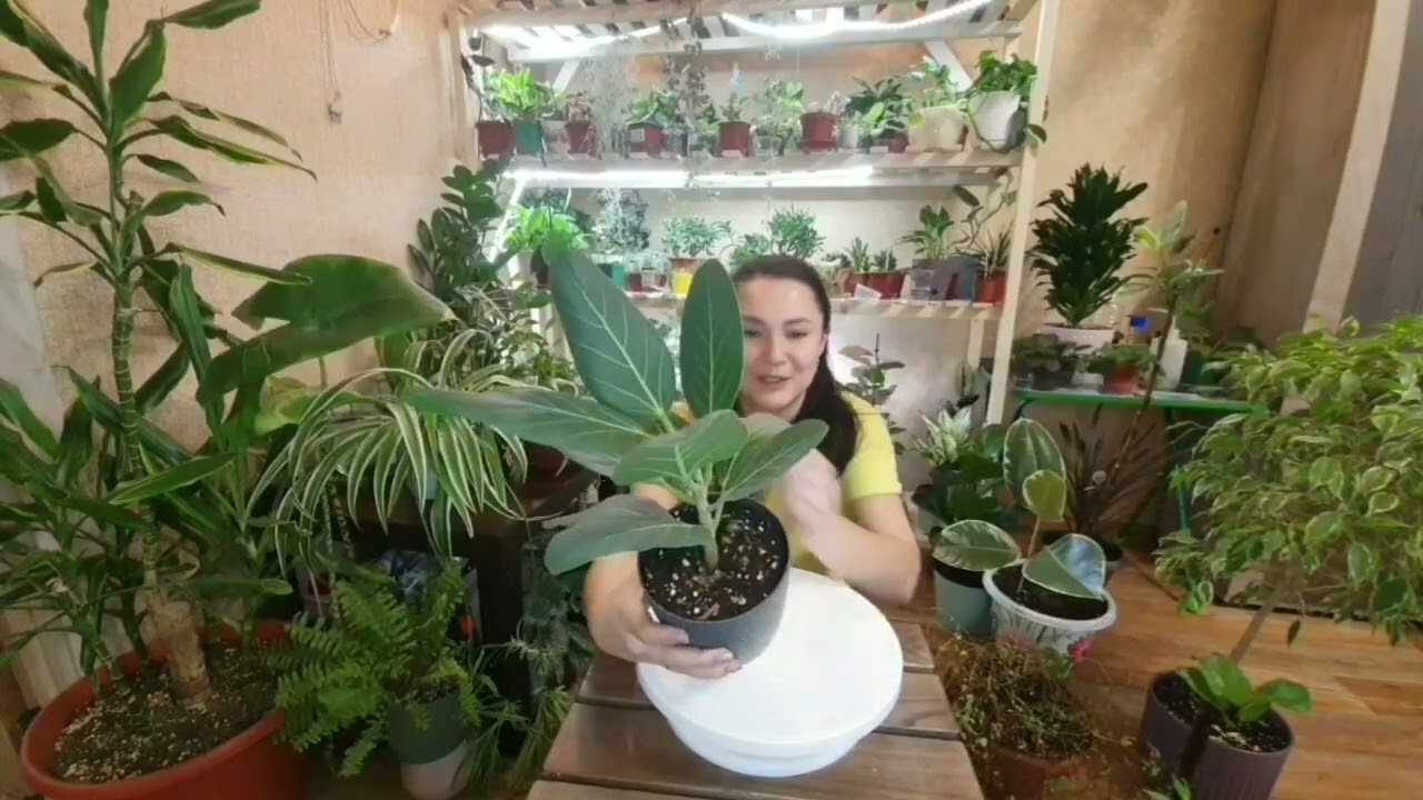 Мои фикусы
