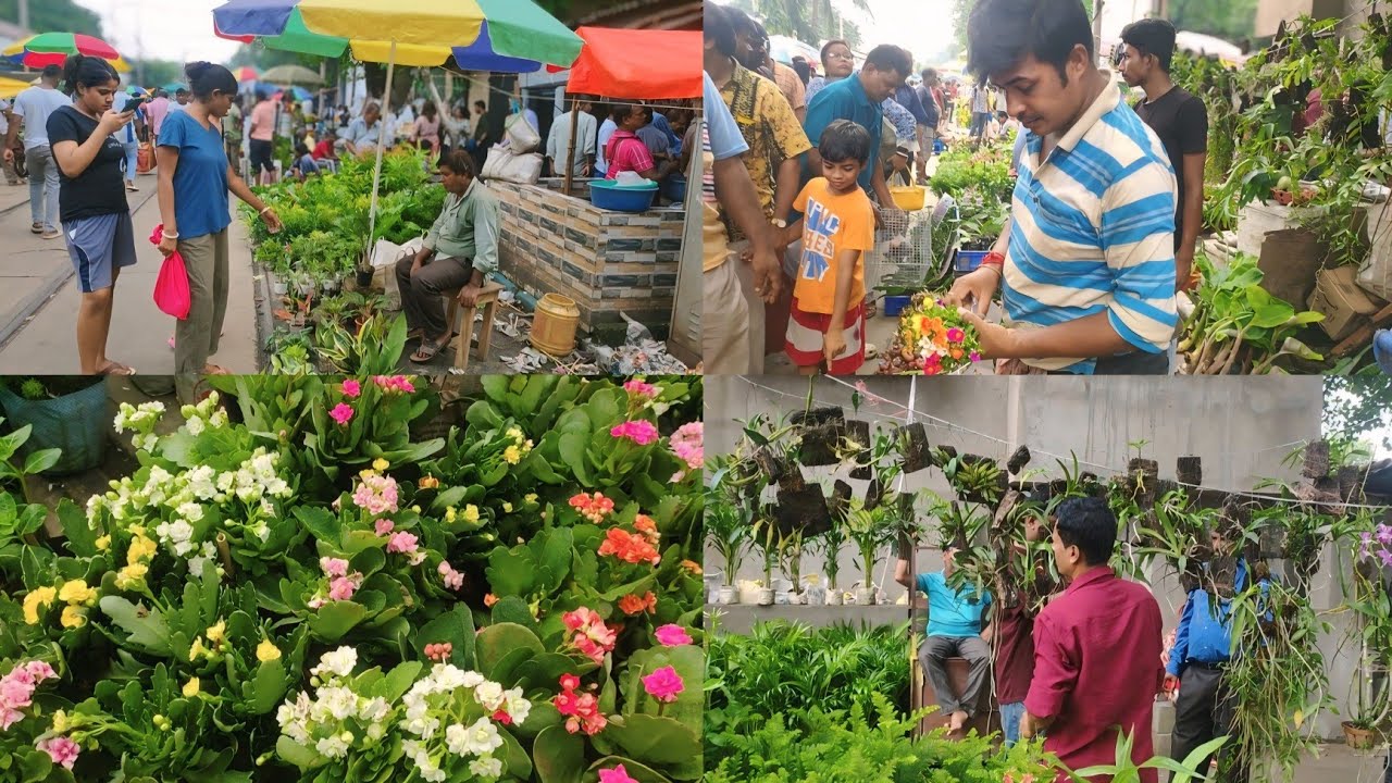 Galiff Street Plants Market In Kolkata|| Indoor & outdoor plant Price Update|| All plant Available