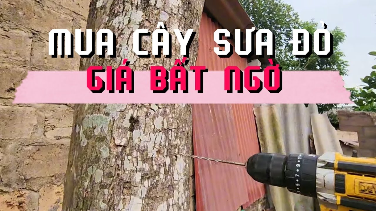 MUA ĐƯỢC CÂY SƯA ĐỎ GIÁ HỜI VÌ CHỦ NHÀ ...