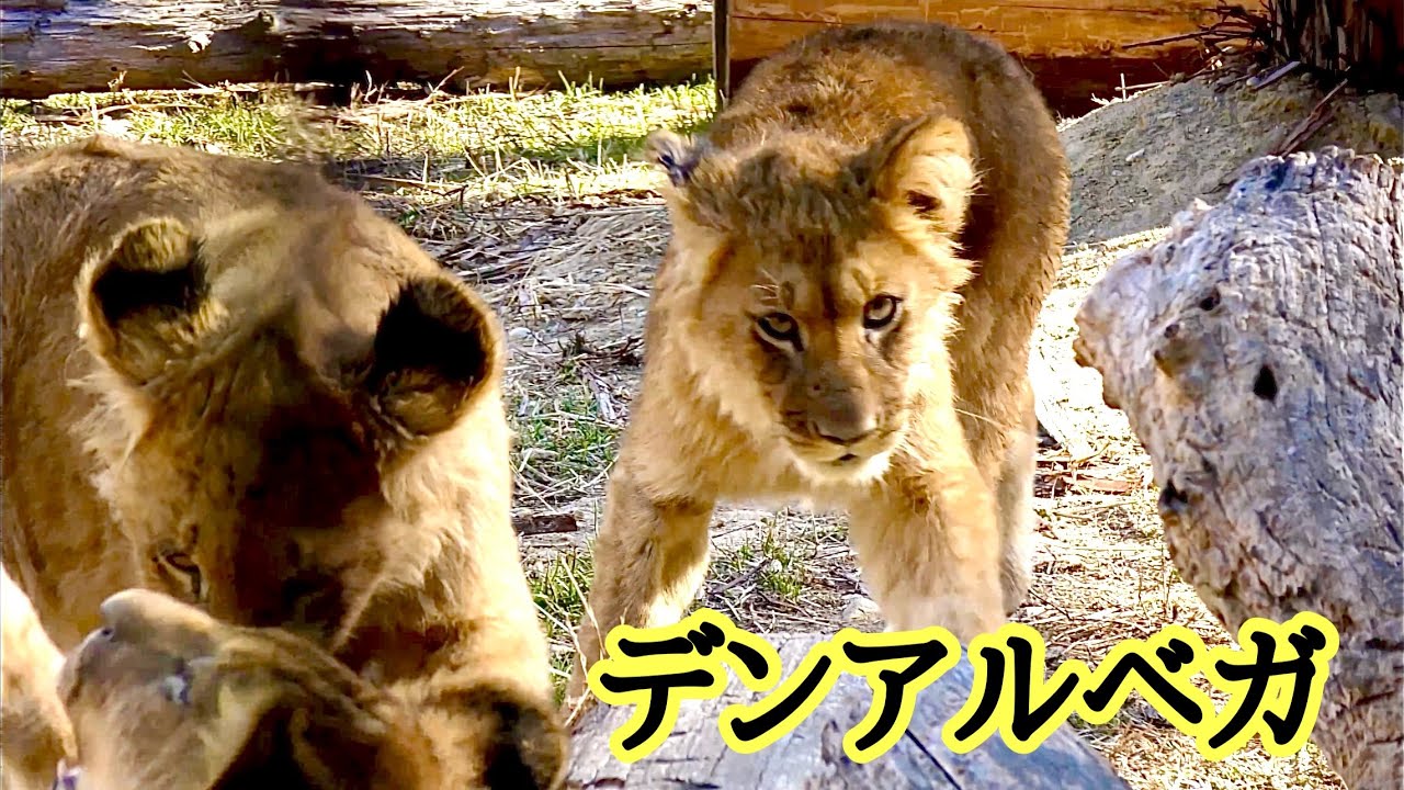 じゃれ合う仔ライオン　デンくんアルくんベガちゃん【のんほいパーク】Lion baby Den Al Vega Toyohashi Zoo 