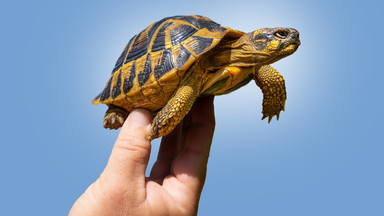 Мы проехали более 4000 миль ради ЭТОЙ черепахи!