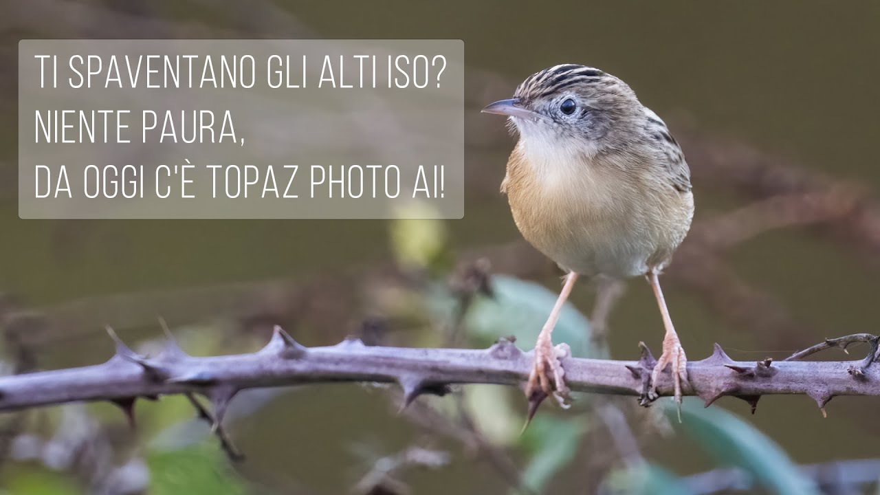 Ti spaventano gli alti ISO? Niente paura, da oggi c'è Topaz Photo AI