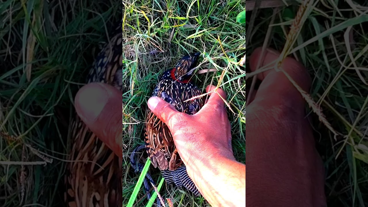 black francolin ! black teetar ! Teetar Kaise pakde