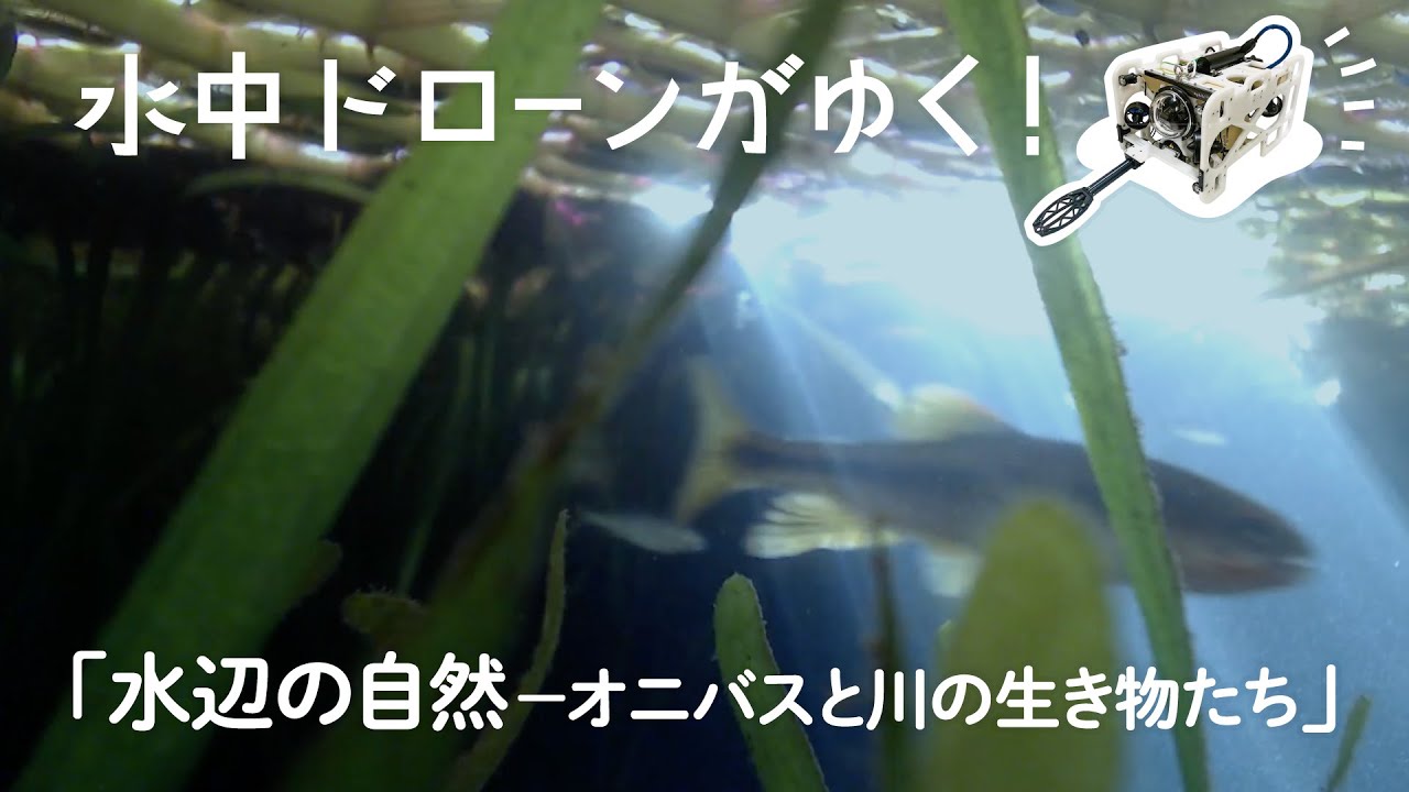 水中ドローンがゆく！「水辺の自然」―オニバスと川の生き物たち