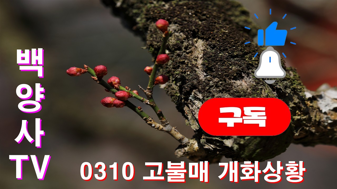 [선재의 일기 260310] 백양사에 찾아온 따스한 봄, 고불매화 소식 전하는 선재 행자의 봄나들이