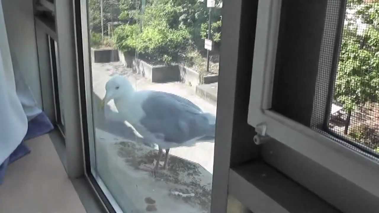 Annoying Seagull At My Window