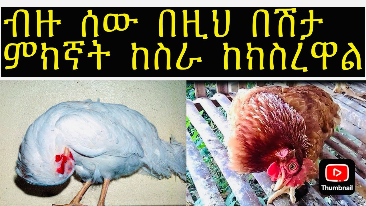 ብዙ ሰው በዚህ በሽታ ምክኛት ከስራ ከክስረዋል