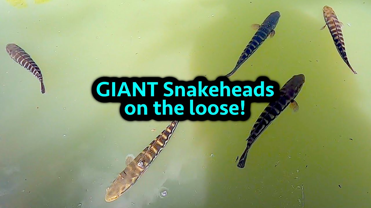 Do GIANT Snakehead Kill all other fish?