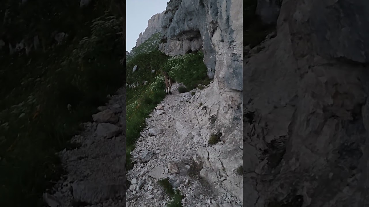 Kozorog / Alpine Ibex