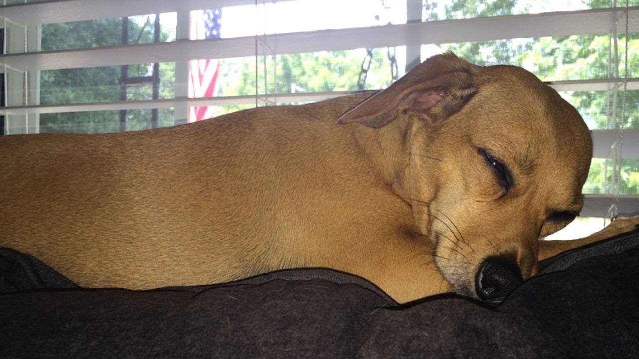 Increase in cases of pets overdosing on drugs, veterinarians say