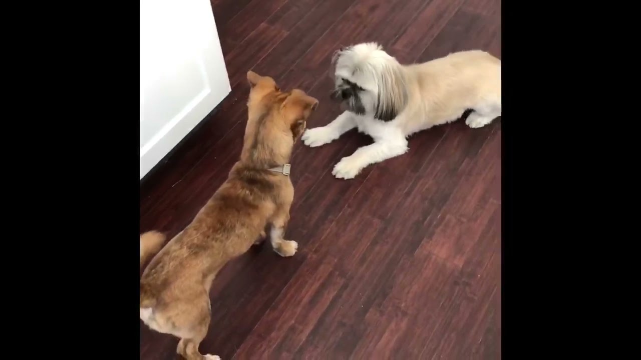 Goober the Shih Tzu / Chihuahua mix loves to play