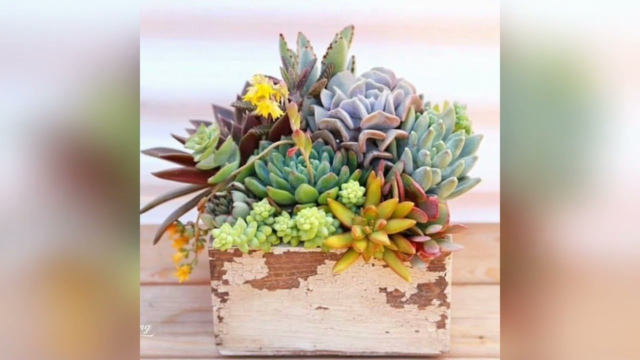 🌿💮Ideas Hermosas Para Hacer Arreglos De Suculentas