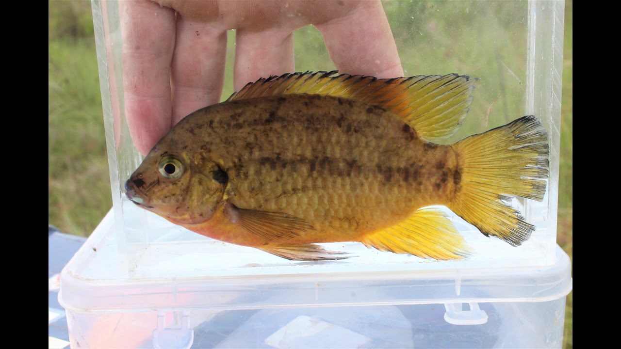 The aquatic fauna of a tributary feeding the Upper Kasai River - Angola, September 2018