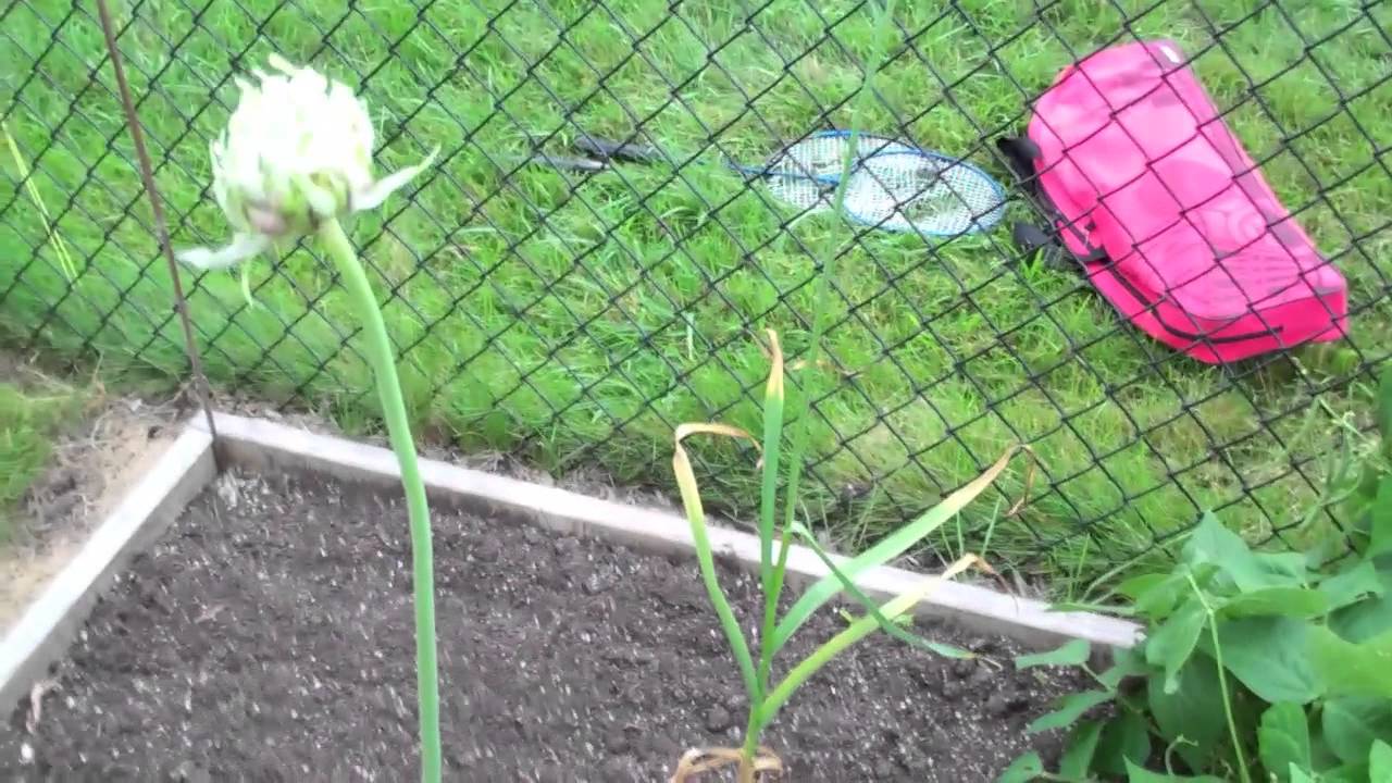 Growing Garlic From TRUE Seed
