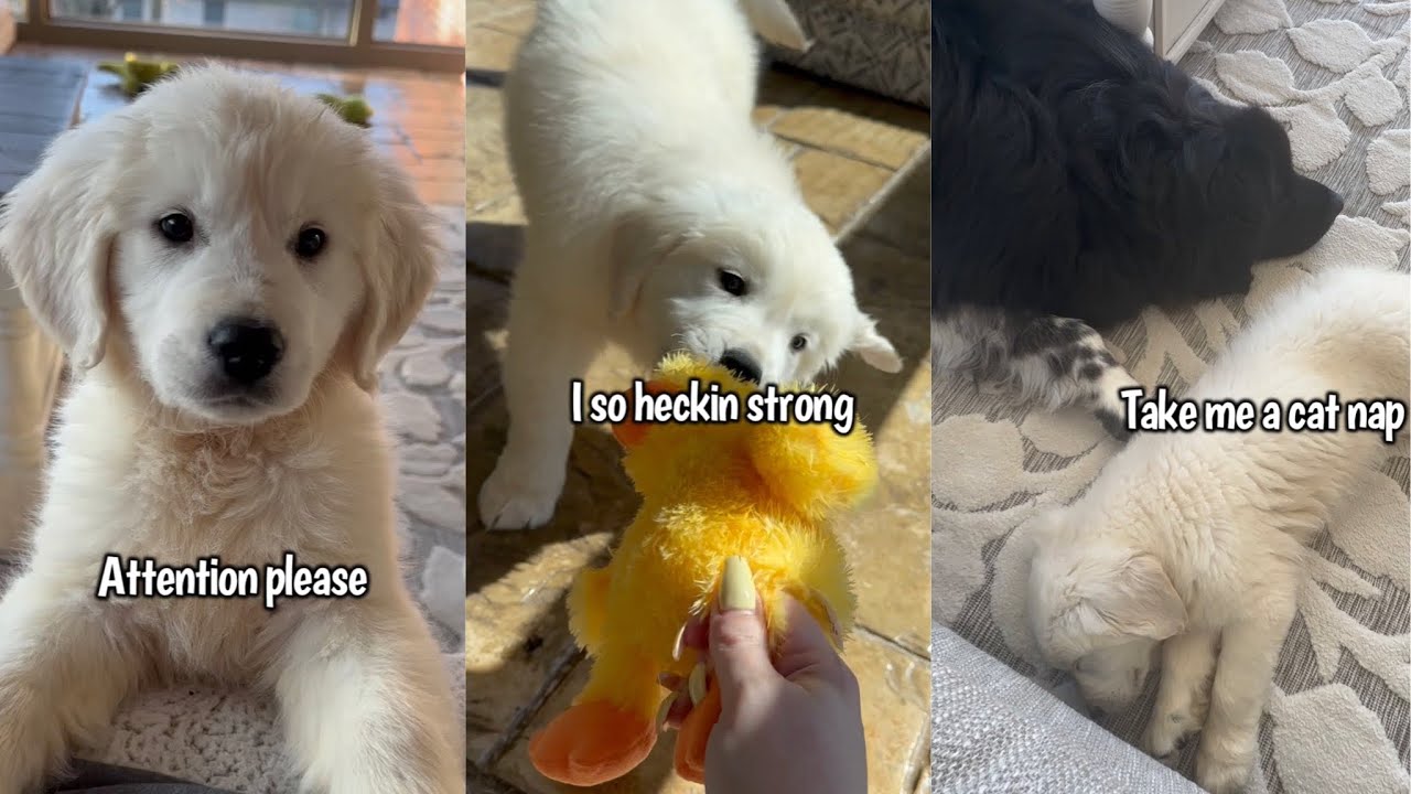 Dogs Make A New Puppy Friend