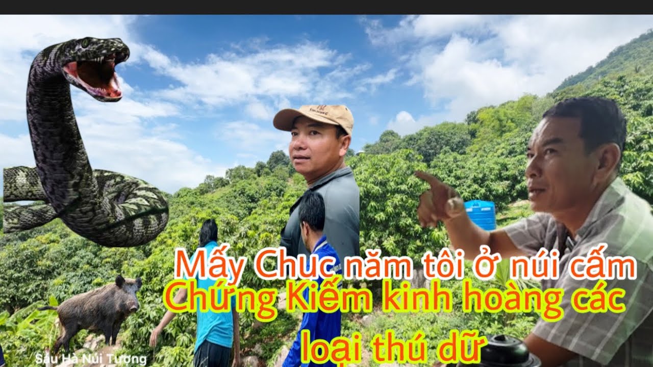 Khám phá núi Cấm Bất ngờ được người dân kể lại Từng Bắt Sống R:ắn hổ mây to khủng