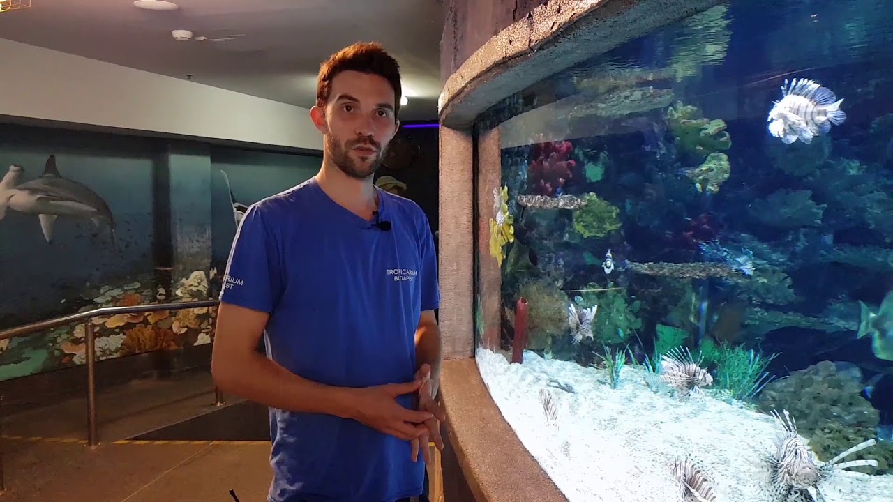 Tropicarium Budapest - Tűzhal ismertető