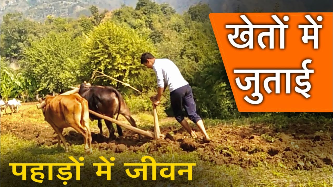 पहाड़ों में खेतों का काम | Village Lifestyle vlog | Life in Village | pahadi lifestyle #uttarakhand