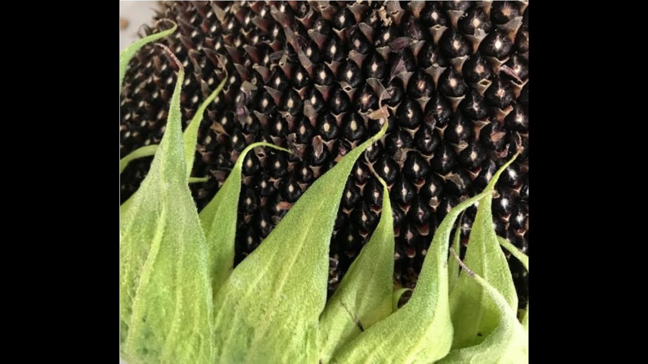 Feedback Friday: Grow Your Own Dye Plants w/ Milisa Moses, Kathy Hattori and Amy DuFault