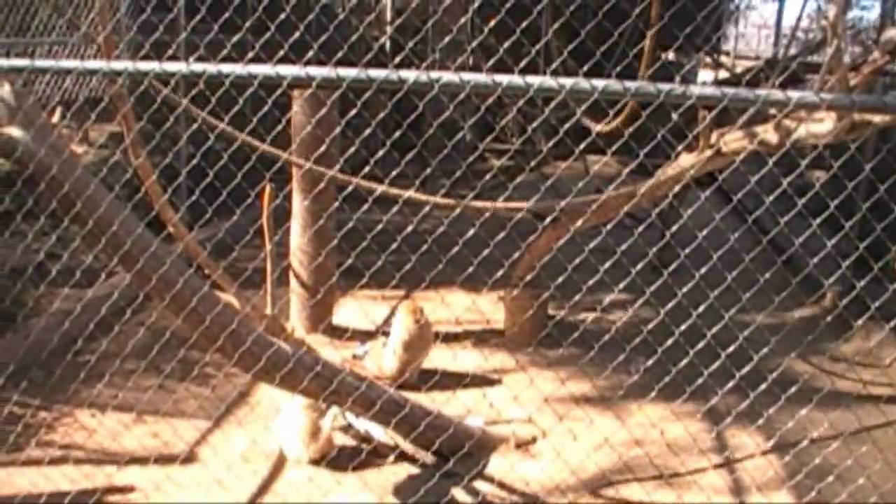 Wildlife World Zoo Part 1