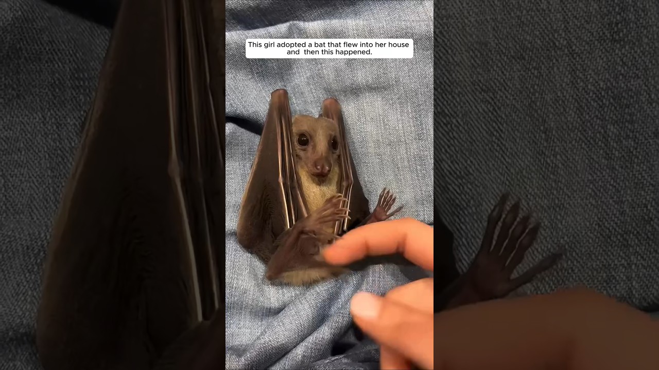 This girl adopted a bat that flew into her house, and then this happened. #animalshorts